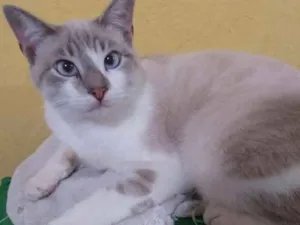 Gato raça Siamês  idade 7 a 11 meses nome Romeu