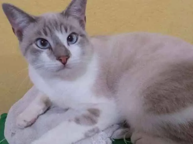 Gato ra a Siamês  idade 7 a 11 meses nome Romeu