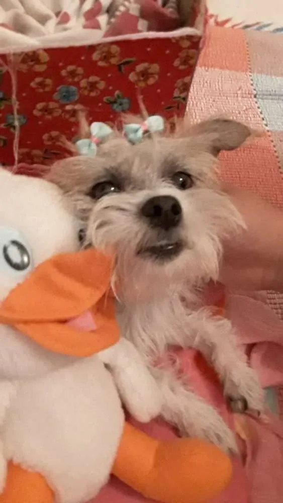 Cachorro raça Desconhecido  idade 3 anos nome Kayle