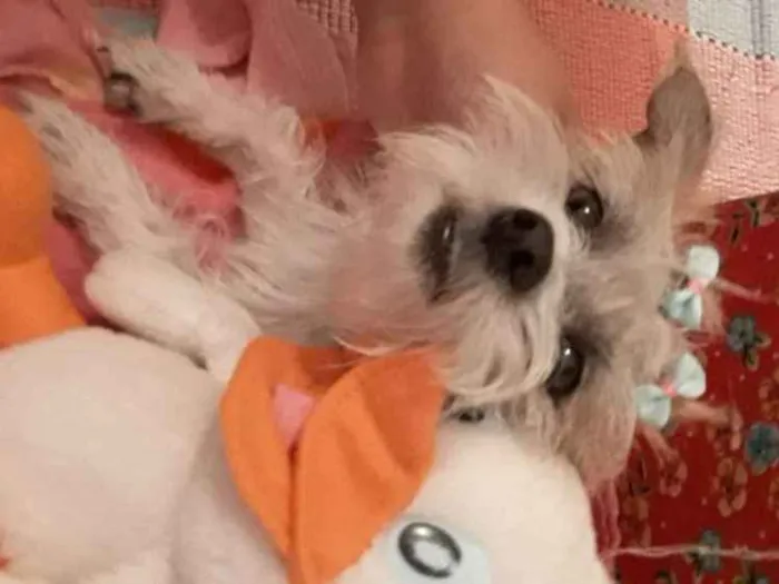 Cachorro raça Desconhecido  idade 3 anos nome Kayle