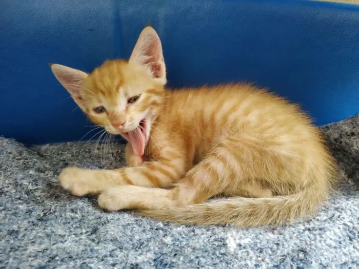 Gato ra a Não sei idade Abaixo de 2 meses nome Sem nome 