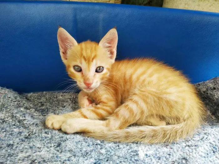 Gato ra a Não sei idade Abaixo de 2 meses nome Sem nome 