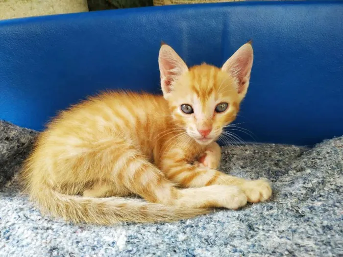 Gato ra a Não sei idade Abaixo de 2 meses nome Sem nome 