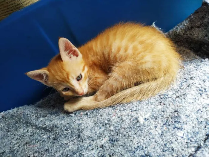 Gato ra a Não sei idade Abaixo de 2 meses nome Sem nome 