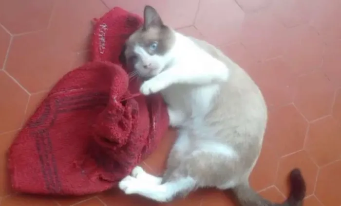 Gato ra a Srd idade 1 ano nome Gugu