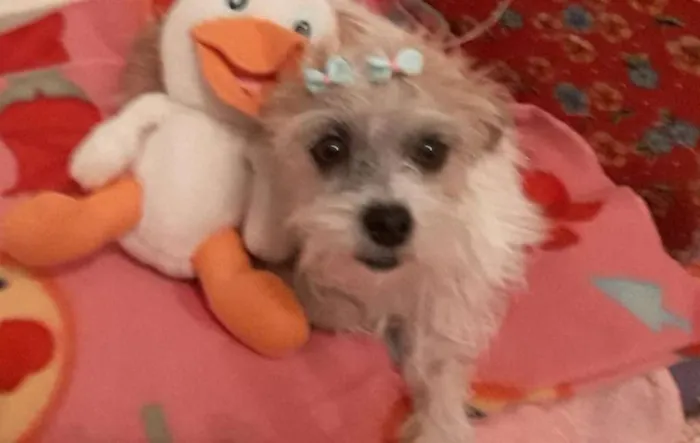 Cachorro raça Desconhecido  idade 3 anos nome Kayle