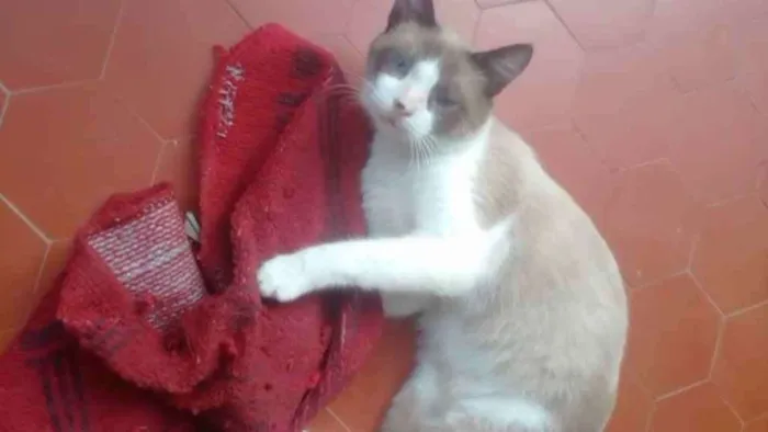 Gato ra a Srd idade 1 ano nome Gugu