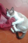Gugu