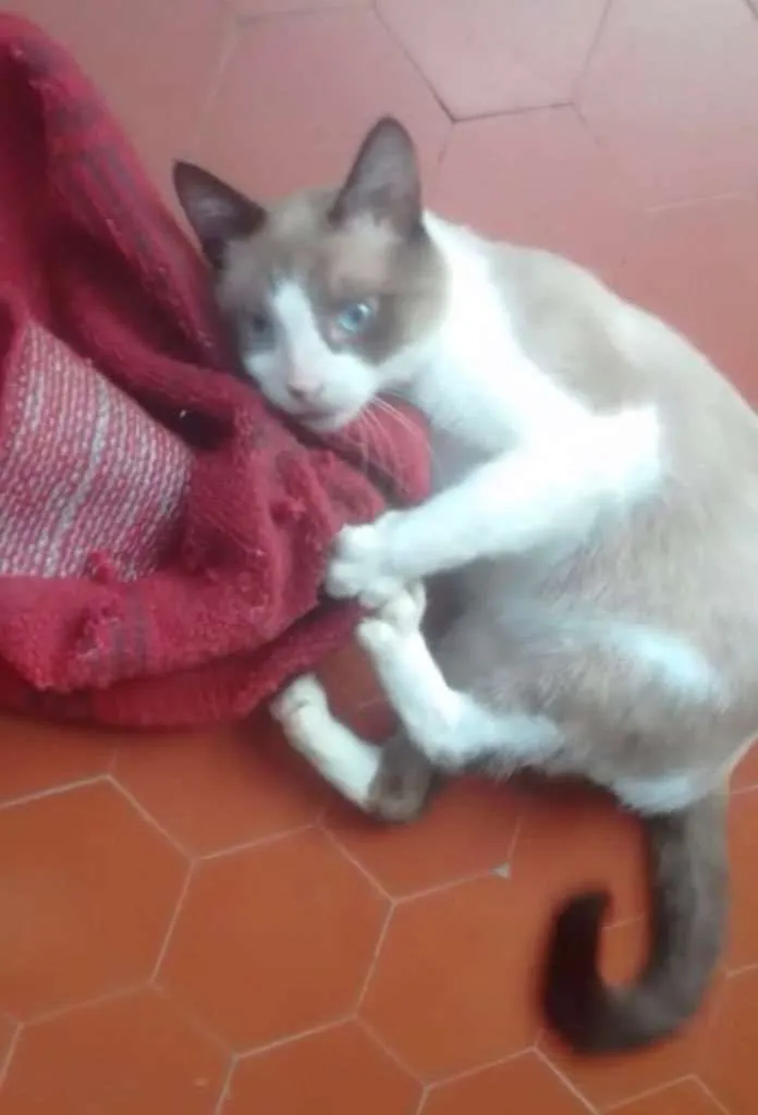 Gato ra a Srd idade 1 ano nome Gugu