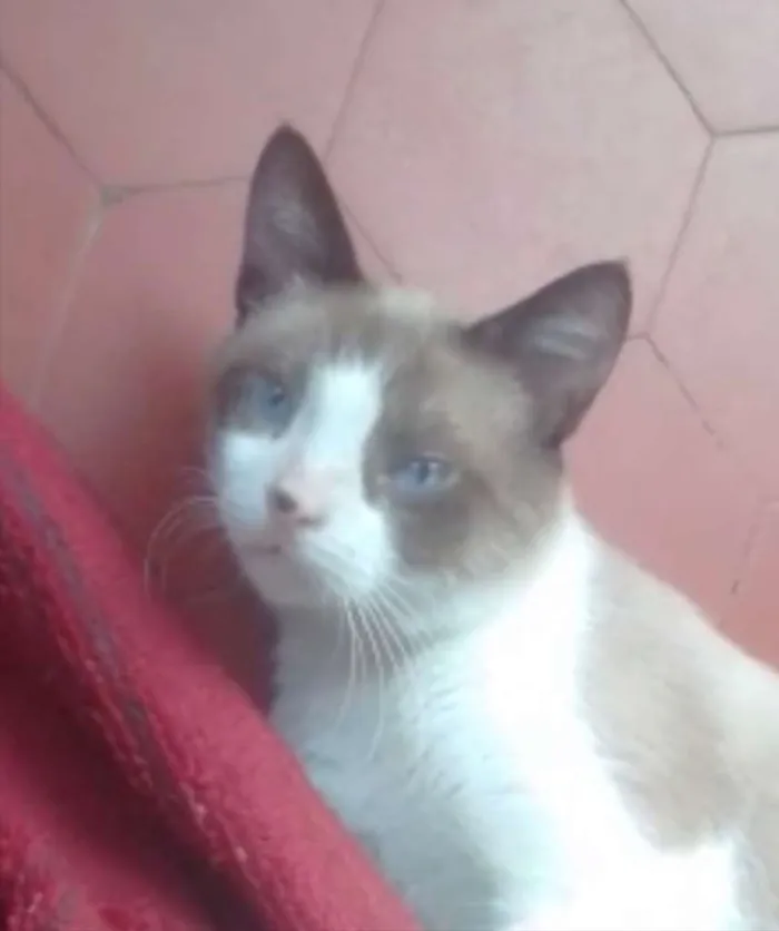 Gato ra a Srd idade 1 ano nome Gugu