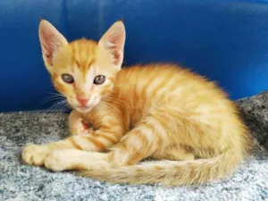 Gato raça Não sei idade Abaixo de 2 meses nome Sem nome 