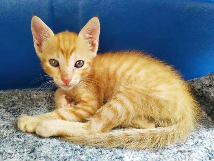 Gato ra a Não sei idade Abaixo de 2 meses nome Sem nome 