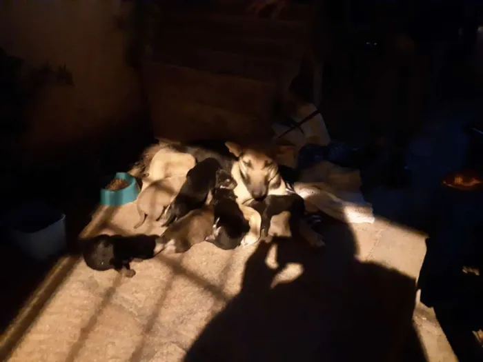Cachorro ra a Vira lata idade Abaixo de 2 meses nome Sem nome