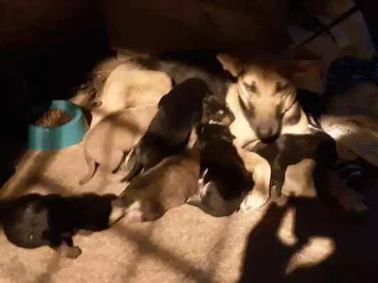 Cachorro ra a Vira lata idade Abaixo de 2 meses nome Sem nome