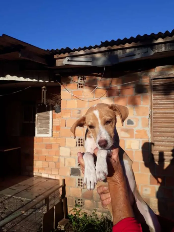 Cachorro ra a SRD idade 7 a 11 meses nome Jade
