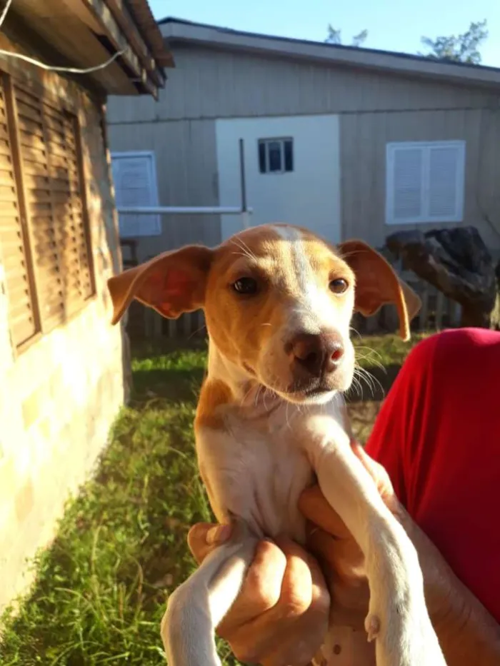 Cachorro ra a SRD idade 7 a 11 meses nome Jade