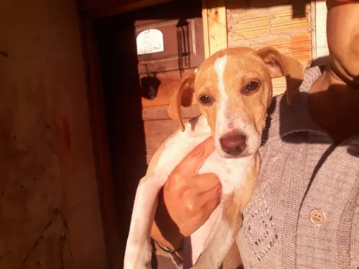 Cachorro ra a SRD idade 7 a 11 meses nome Jade