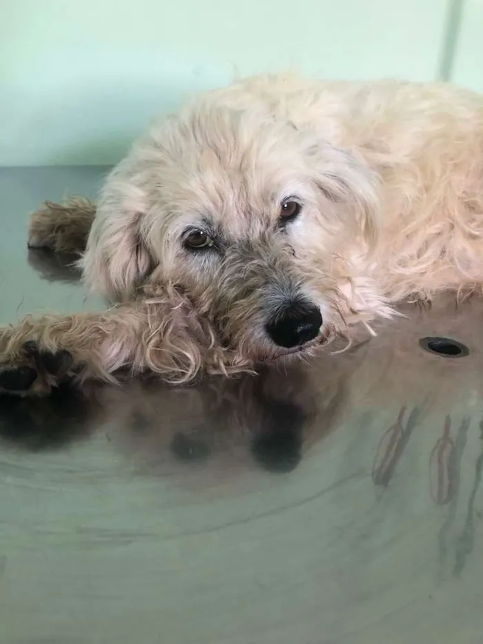 Cachorro ra a Vira lata idade 4 anos nome Princesa 