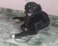 Pedrinho