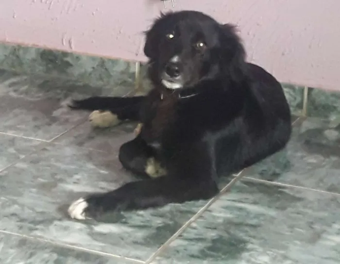 Cachorro raça Boder collie  idade 2 a 6 meses nome Pedrinho