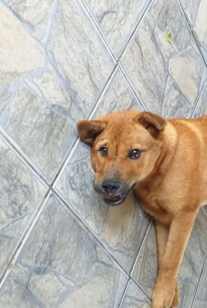 Cachorro raça Mestiços de Chow Chow idade 7 a 11 meses nome Urso