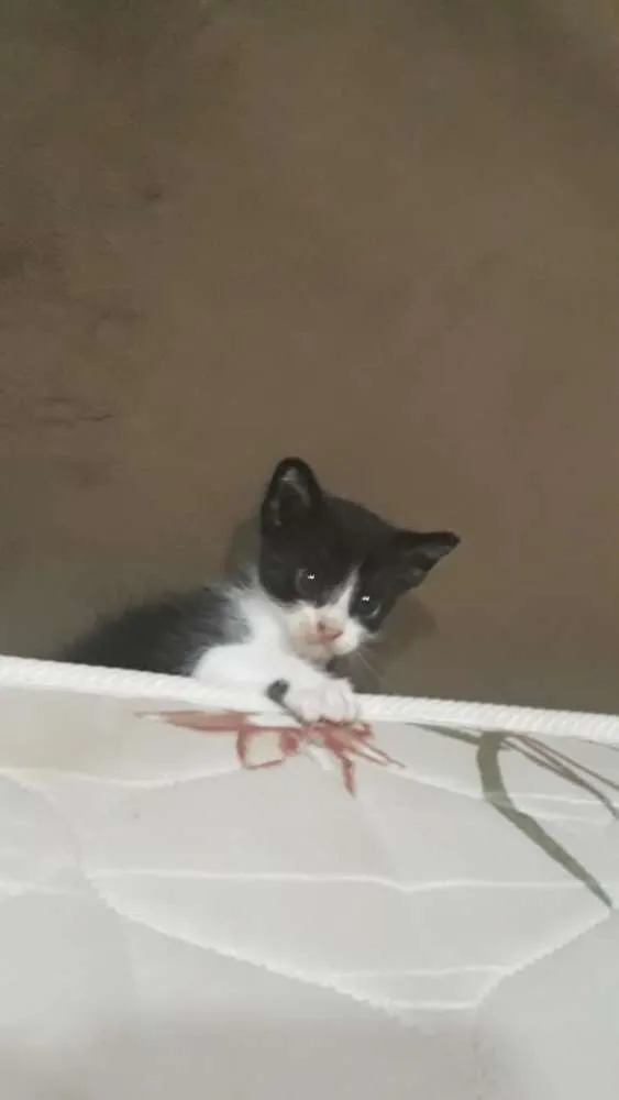 Gato raça Não sei identificar idade 2 a 6 meses nome Frajola