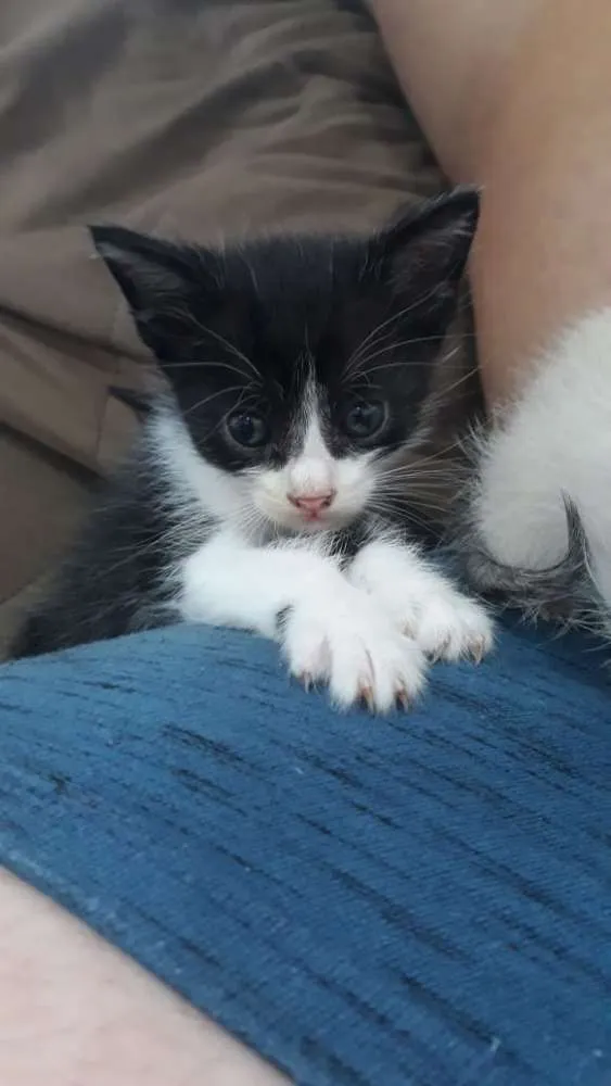 Gato raça Não sei identificar idade 2 a 6 meses nome Frajola