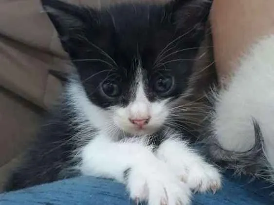 Gato raça Não sei identificar idade 2 a 6 meses nome Frajola
