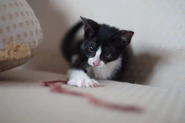 Gato ra a SRD idade Abaixo de 2 meses nome Zorro