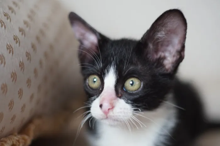 Gato ra a SRD idade Abaixo de 2 meses nome Zorro