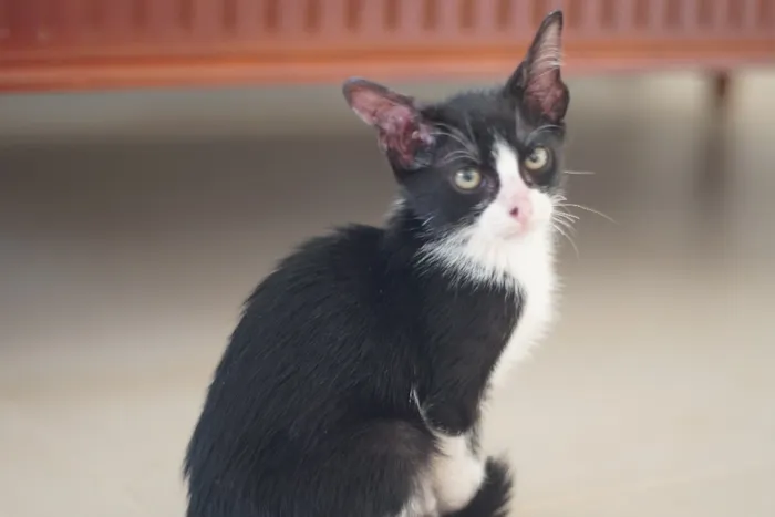 Gato ra a SRD idade Abaixo de 2 meses nome Zorro