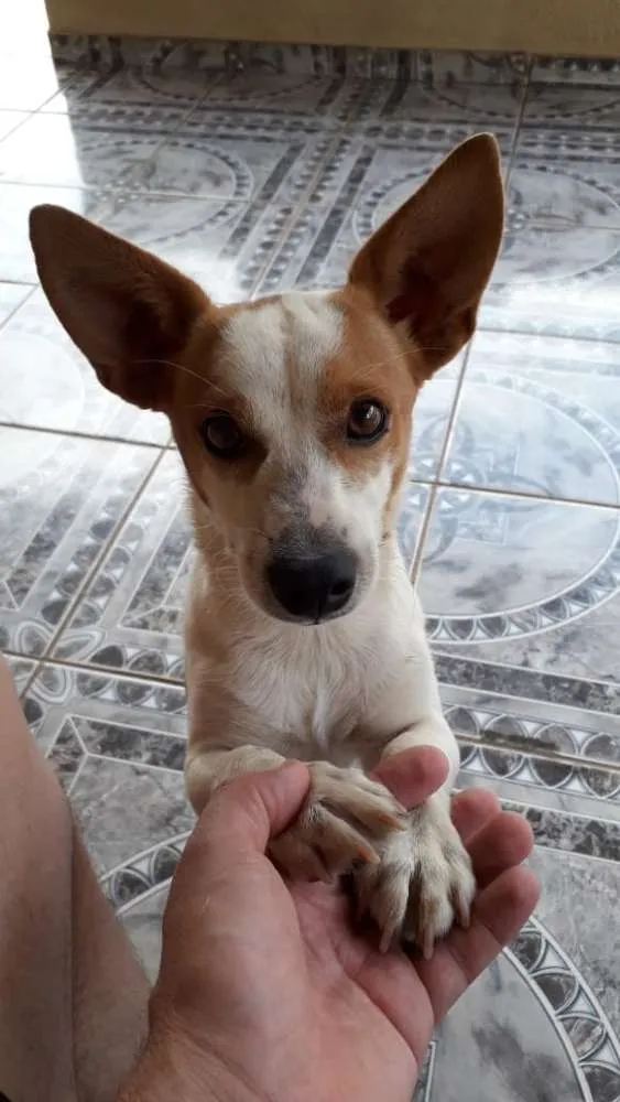 Cachorro ra a  idade 1 ano nome Gugu