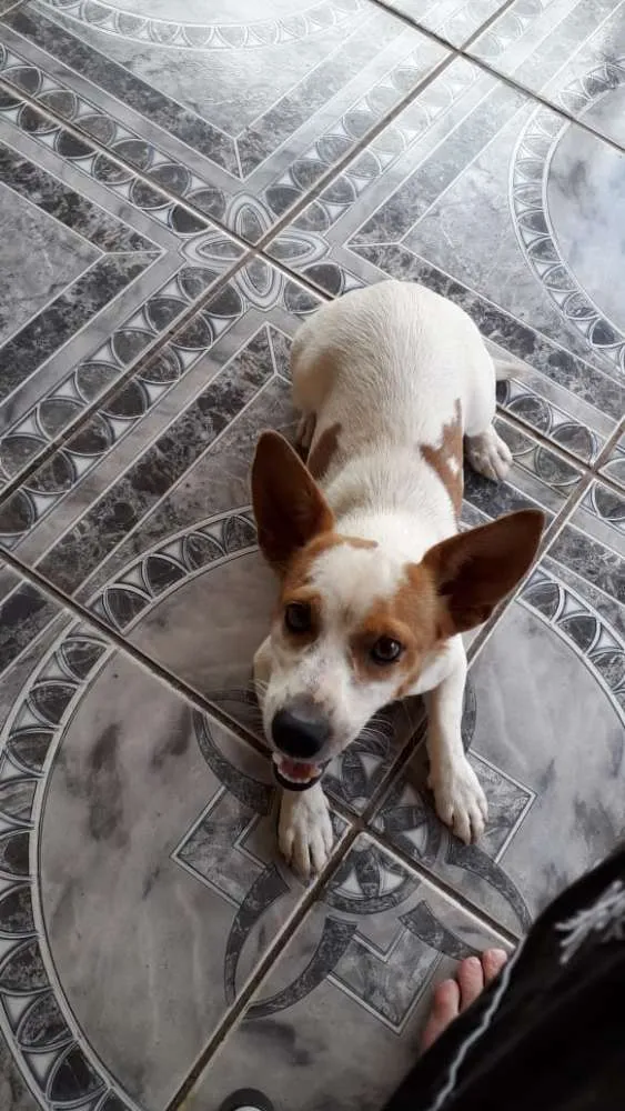 Cachorro ra a  idade 1 ano nome Gugu