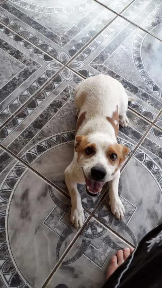 Cachorro ra a  idade 1 ano nome Gugu