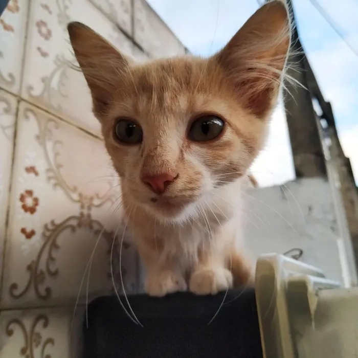 Gato ra a Sem raça definida idade 2 a 6 meses nome Sem nome