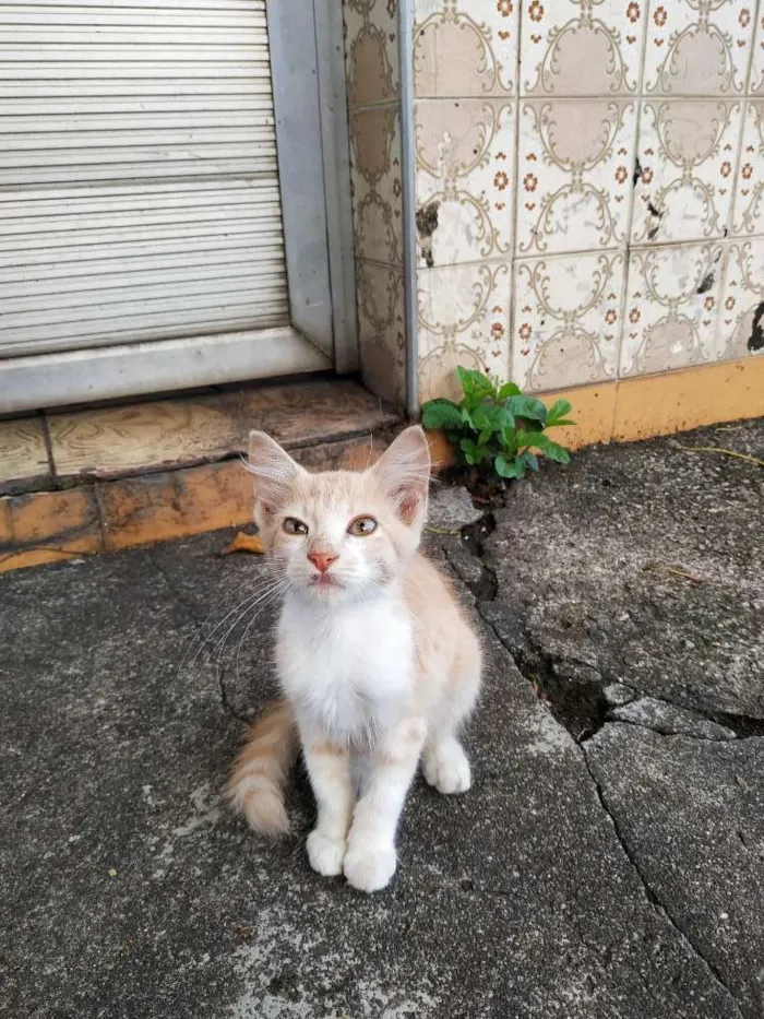 Gato ra a Sem raça definida idade 2 a 6 meses nome Sem nome