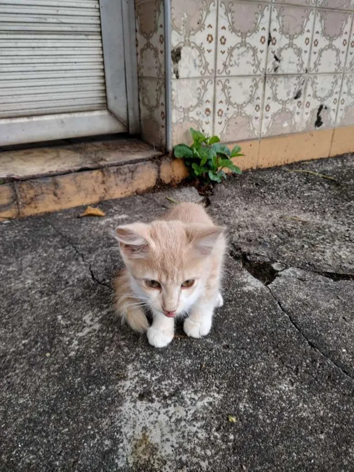Gato ra a Sem raça definida idade 2 a 6 meses nome Sem nome