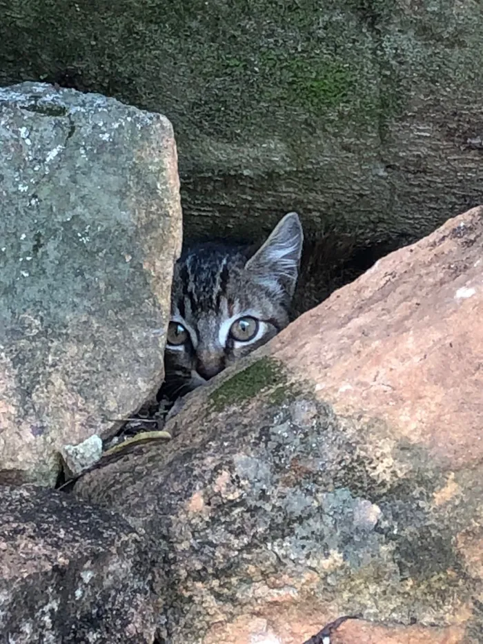 Gato ra a sem raça definida idade 2 a 6 meses nome sem nome