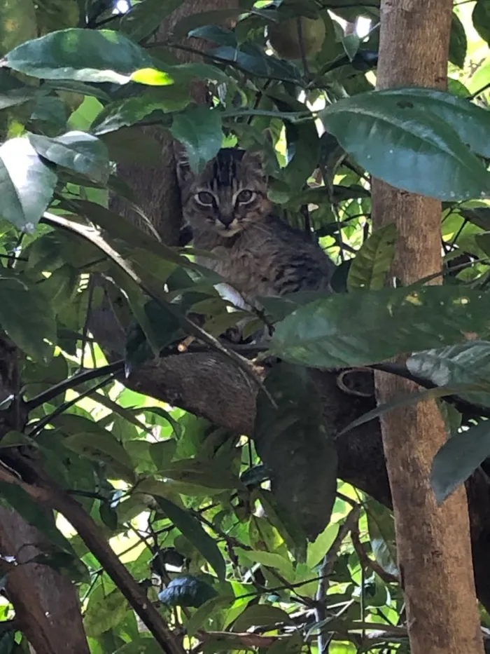 Gato ra a sem raça definida idade 2 a 6 meses nome sem nome