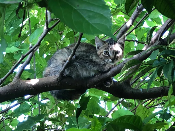 Gato ra a sem raça definida idade 2 a 6 meses nome sem nome