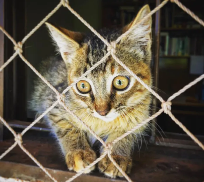 Gato ra a sem raça definida idade 2 a 6 meses nome sem nome