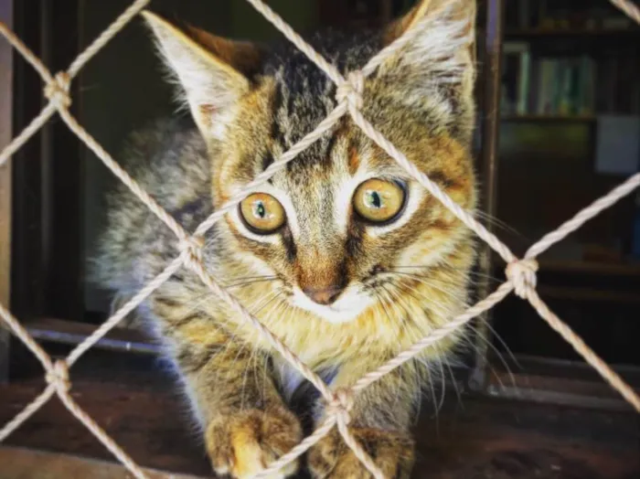 Gato ra a sem raça definida idade 2 a 6 meses nome sem nome