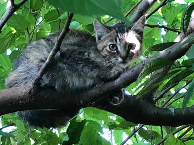 Gato ra a sem raça definida idade 2 a 6 meses nome sem nome