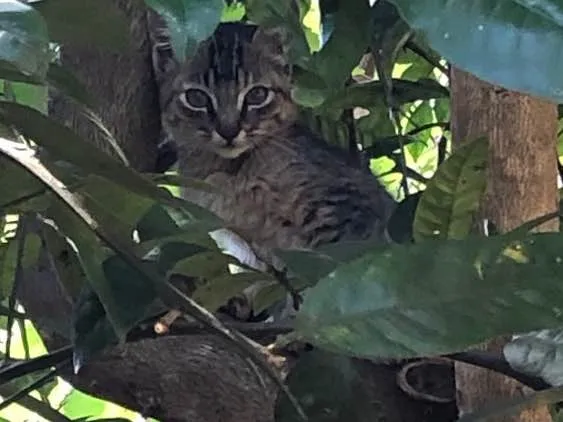 Gato ra a sem raça definida idade 2 a 6 meses nome sem nome