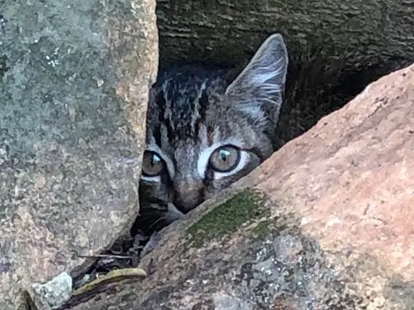 Gato ra a sem raça definida idade 2 a 6 meses nome sem nome