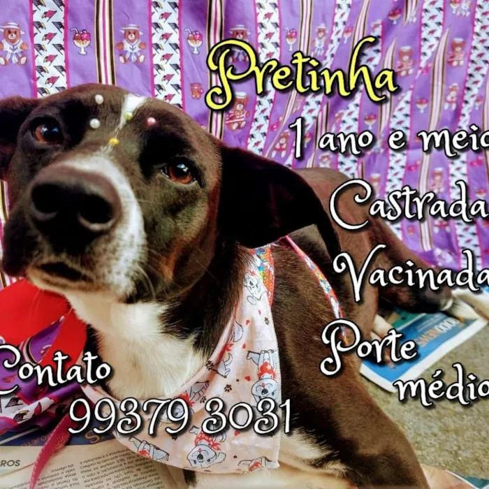 Cachorro raça SRD idade 2 anos nome Pretinha 