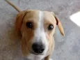 Thobe