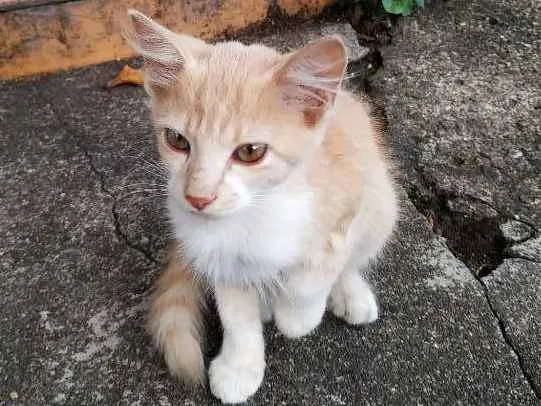 Gato ra a Sem raça definida idade 2 a 6 meses nome Sem nome