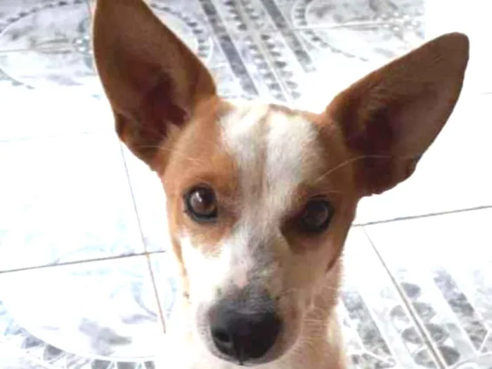 Cachorro ra a  idade 1 ano nome Gugu