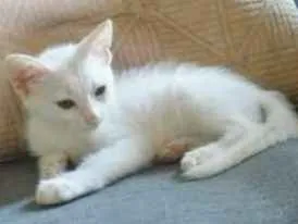 Gato ra a Sem raça definida idade 2 a 6 meses nome Sem nome